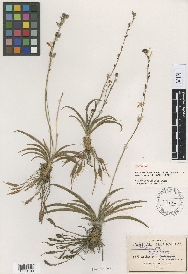 Echeandia vestita image