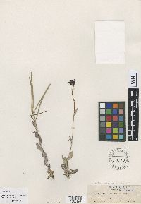 Media resource of Boechera atrorubens