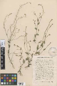 Media resource of Arabis carnulosa