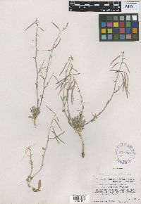 Media resource of Boechera languida