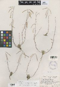 Media resource of Boechera pendulina