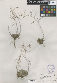 Media resource of Boechera gunnisoniana