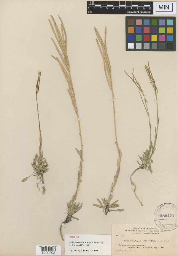 Boechera angustifolia image