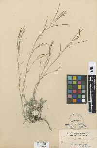 Media resource of Boechera crandallii