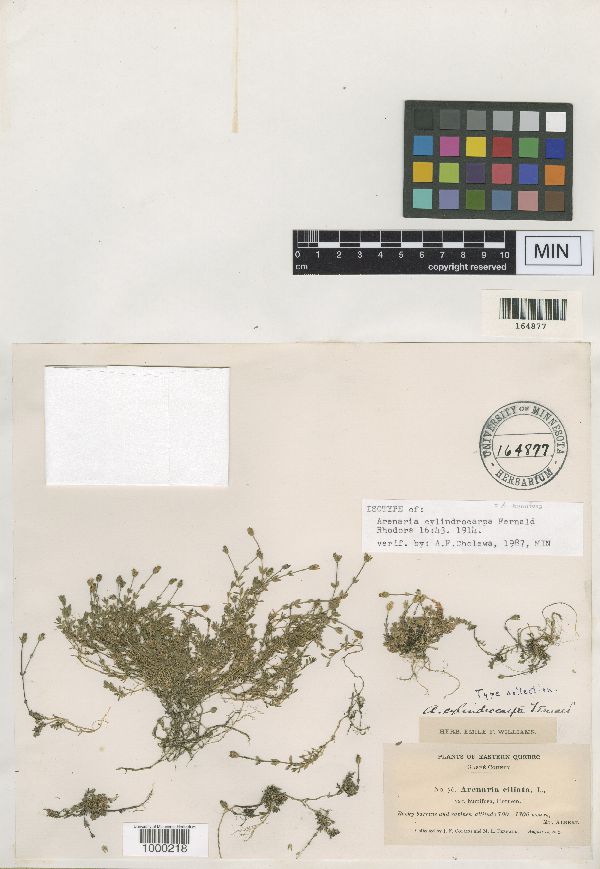 Arenaria humifusa image