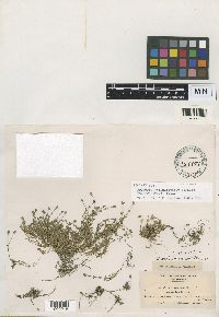 Media resource of Arenaria humifusa