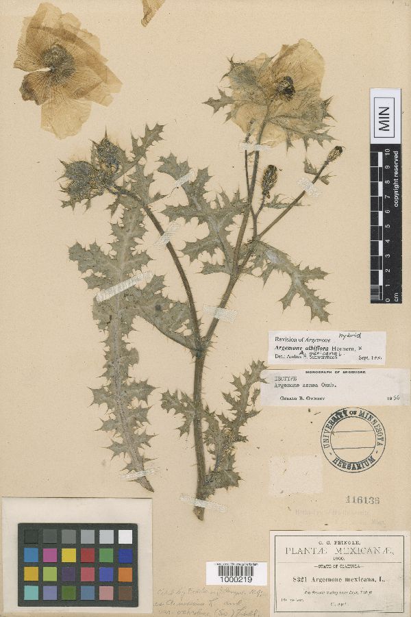 Argemone albiflora x mexicana image