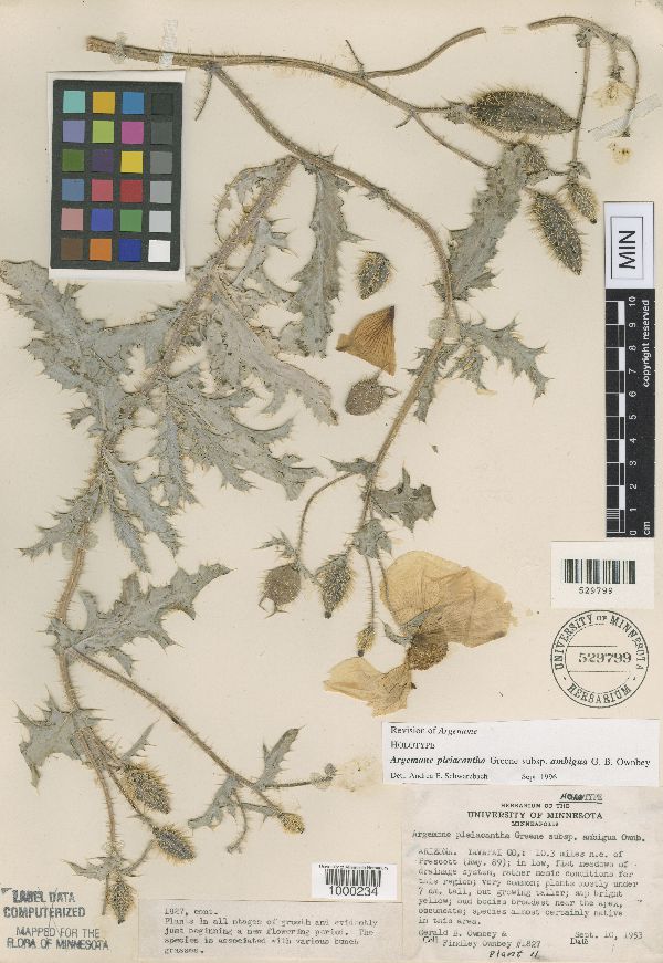 Argemone pleiacantha subsp. ambigua image