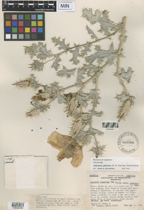 Argemone squarrosa subsp. glabrata image