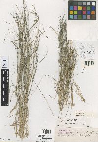 thumbnail image of current specimen