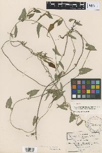 Media resource of Aristolochia longecaudata