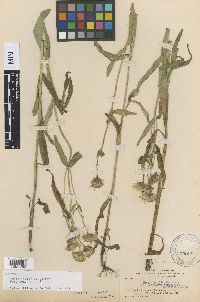 Arnica chamissonis image