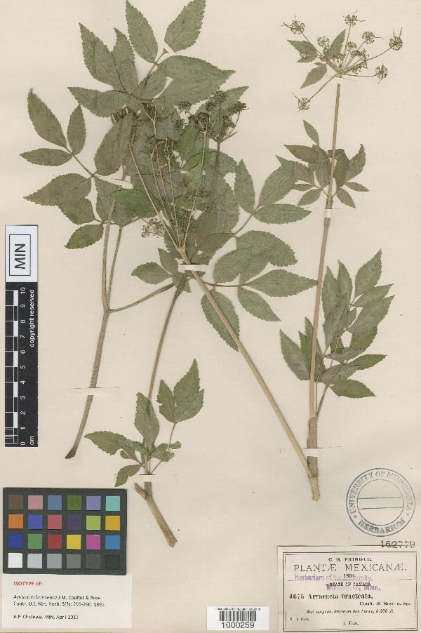 Arracacia bracteata image