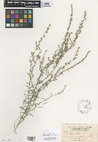 Artemisia carruthii image