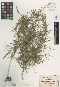 Artemisia dracunculus image
