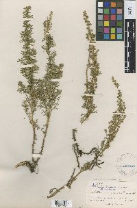 Artemisia dracunculus image