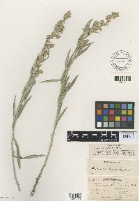 Media resource of Artemisia longifolia