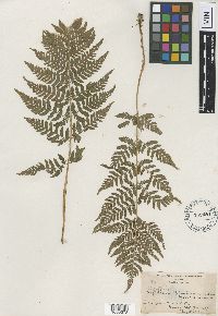 Media resource of Dryopteris carthusiana