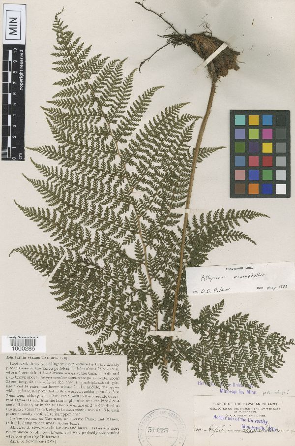 Athyrium microphyllum image