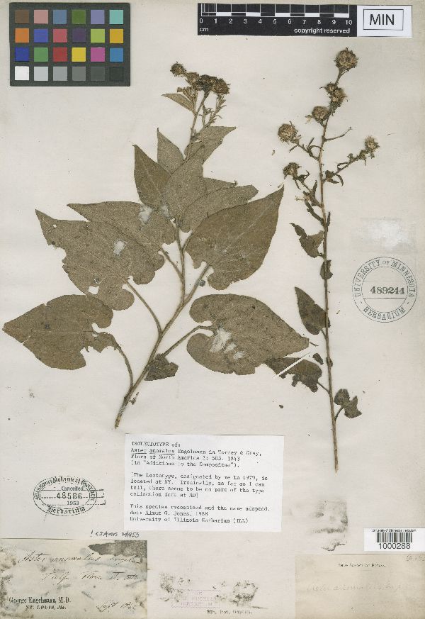 Symphyotrichum anomalum image