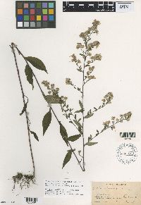Symphyotrichum cordifolium image