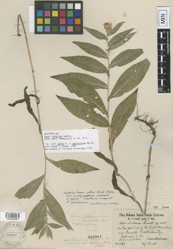 Symphyotrichum laeve x lanceolatum image