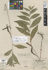 Media resource of Symphyotrichum laeve