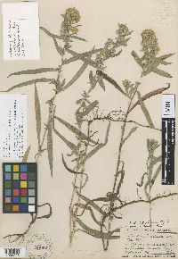 Symphyotrichum lanceolatum var. lanceolatum image