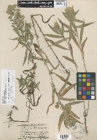 Symphyotrichum lanceolatum var. lanceolatum image