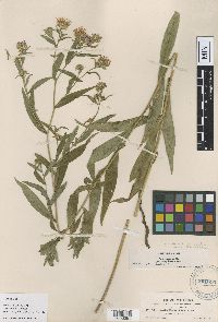 Symphyotrichum lanceolatum var. hesperium image