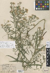 Symphyotrichum lanceolatum var. lanceolatum image