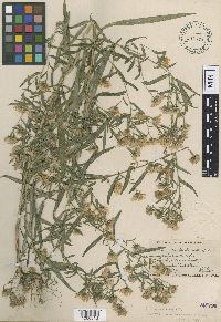 Symphyotrichum lanceolatum var. lanceolatum image