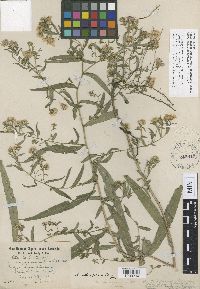 Symphyotrichum lanceolatum var. lanceolatum image