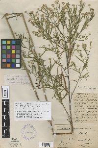 Symphyotrichum lanceolatum var. lanceolatum image