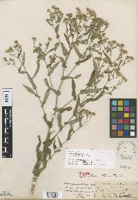 Symphyotrichum prenanthoides image