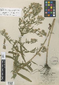 Symphyotrichum lanceolatum var. lanceolatum image