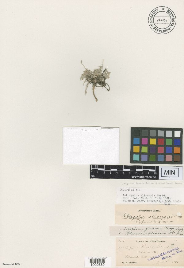 Astragalus purshii var. glareosus image