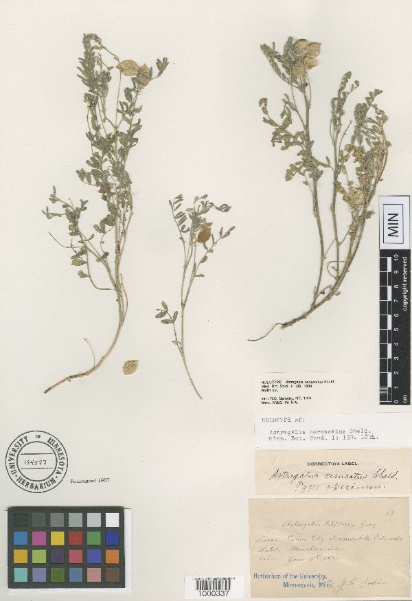 Astragalus cerussatus image