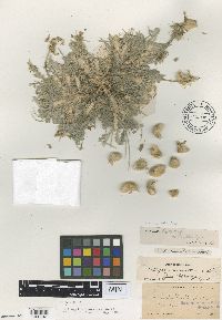 Astragalus purshii var. tinctus image