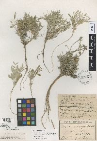 Astragalus lotiflorus image