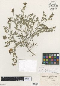 Thumbnail image of current specimen