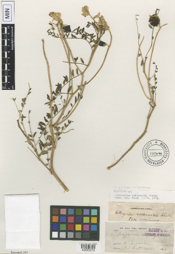 Astragalus praelongus image