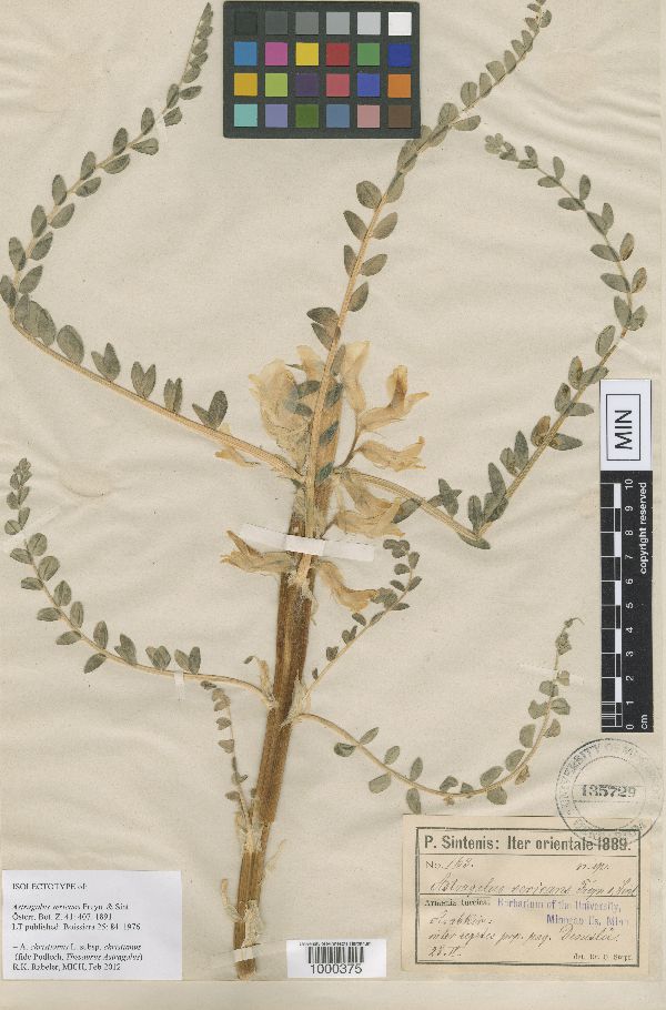 Astragalus christianus subsp. christianus image