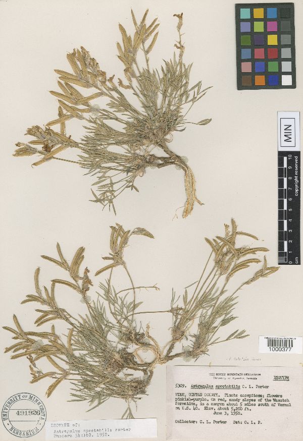 Astragalus detritalis image