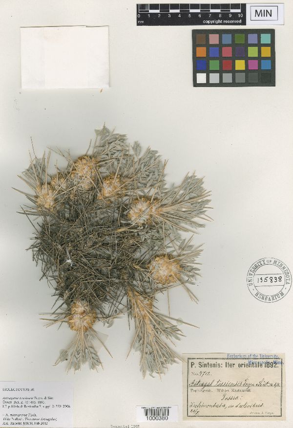 Astragalus micropterus image