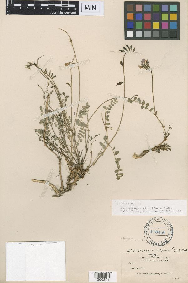 Astragalus robbinsii var. alpiniformis image