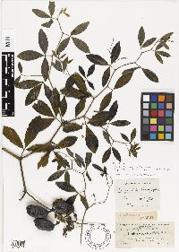 Media resource of Baptisia lactea