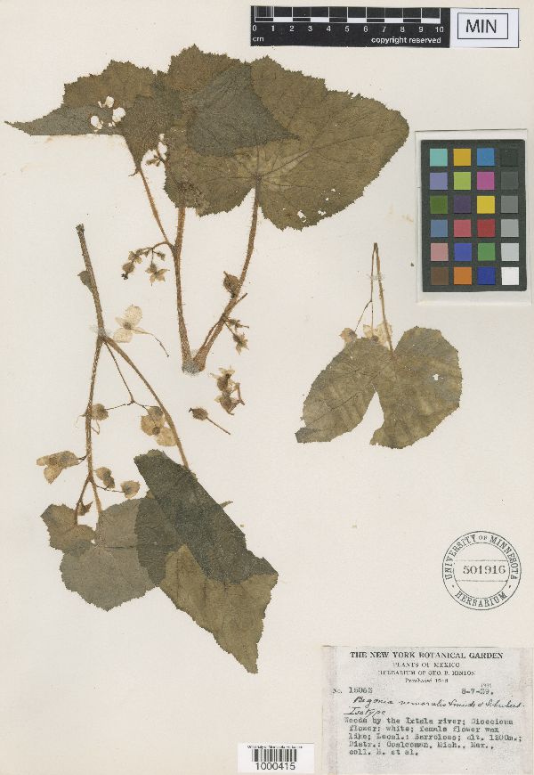 Begoniaceae image