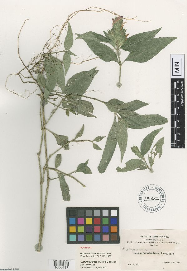 Justicia ramulosa image