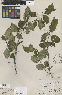 Betula x sandbergii image